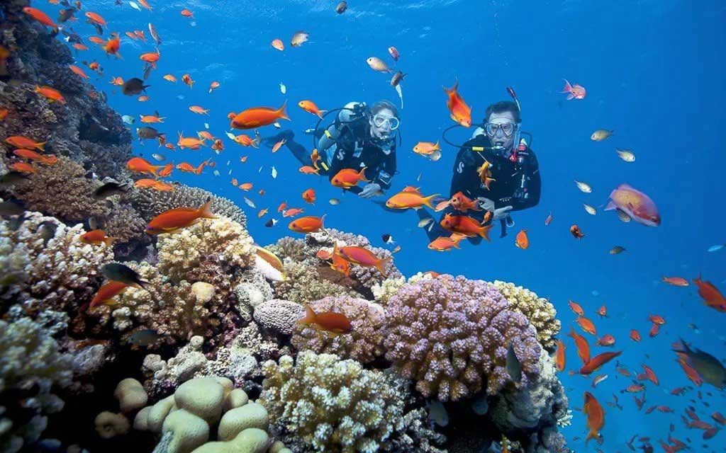Hệ sinh vật biển đa dạng và phong phú của Phú Quốc